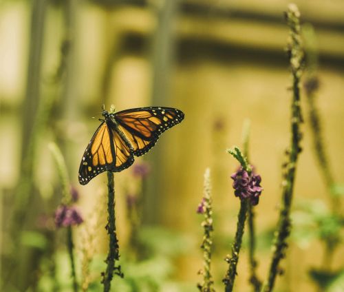 butterfly flowers insect