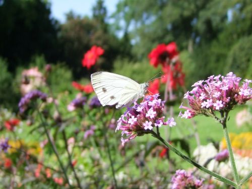butterfly insect white