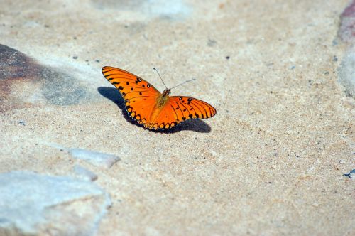 butterfly road stones