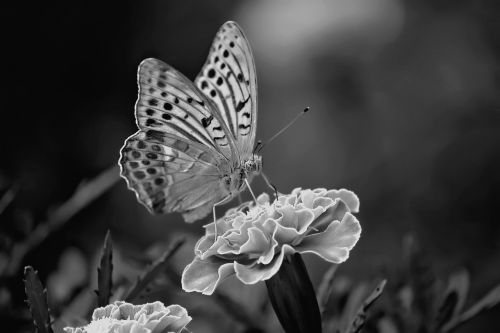 butterfly black and white insect