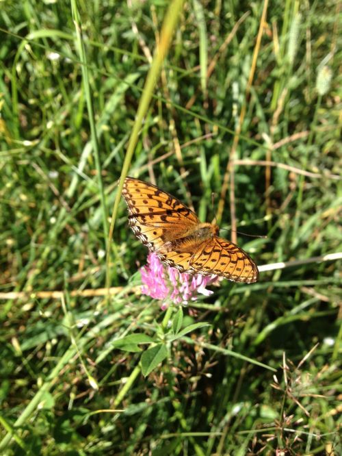 butterfly flying insects