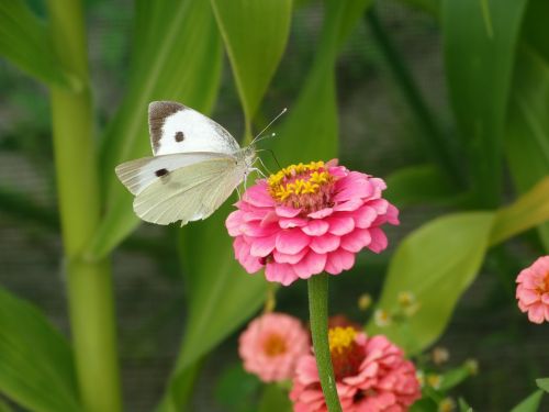 butterfly flower green