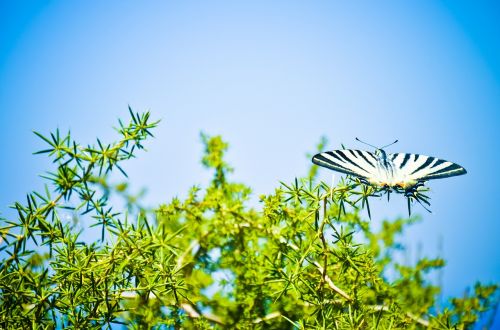 butterfly scarce swallowtail nature