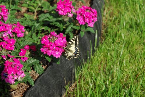 butterfly flowers green