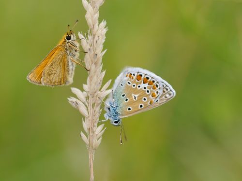 butterfly insect macro