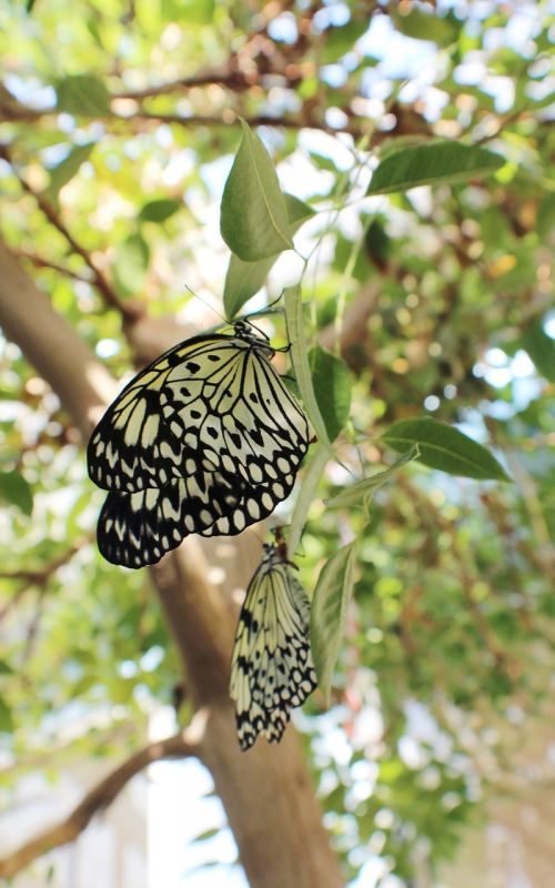 butterfly nature animals