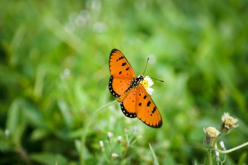 butterfly orange nature
