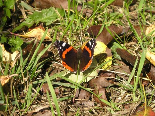 butterfly nature france