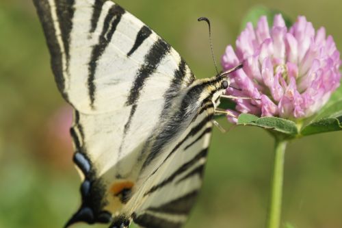 butterfly insect wing