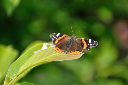 butterfly animal colorful