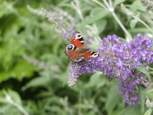 butterfly lilac peacock