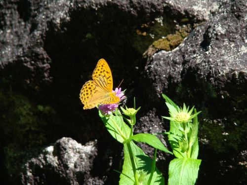 butterfly macro insect