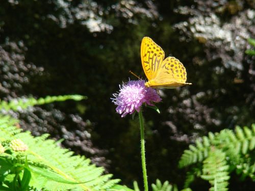 butterfly insect garden