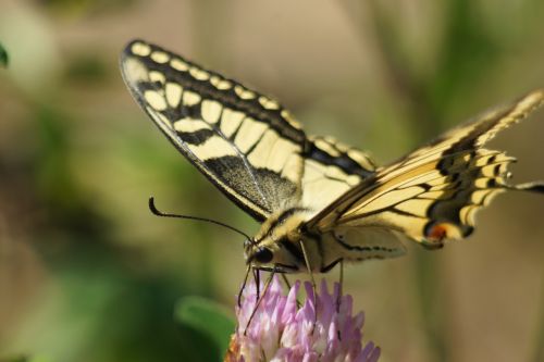 butterfly wing summer