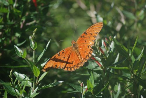 butterfly nature plant