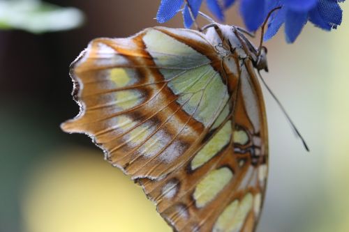 butterfly insect insects