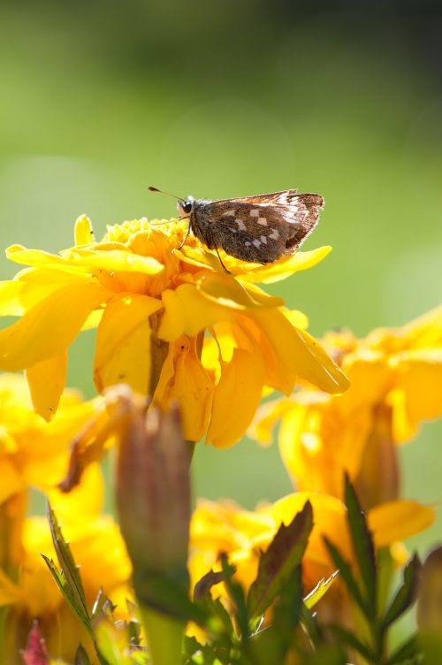 butterfly flower insect