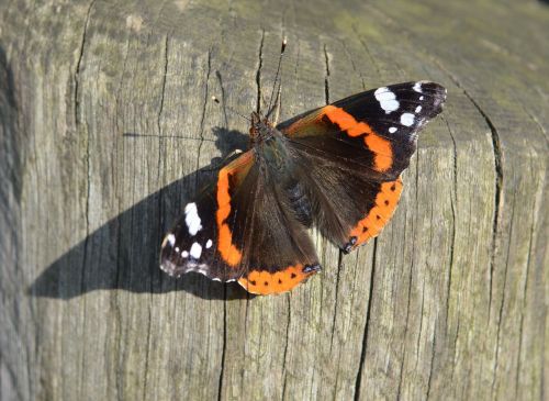 butterfly summer nature