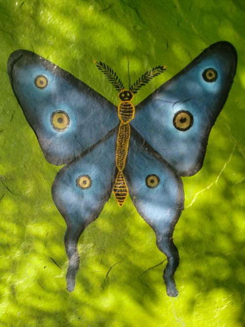 butterfly blue green
