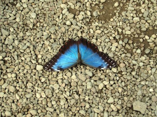 butterfly blue stone floor