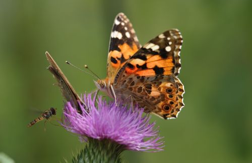 butterfly insect