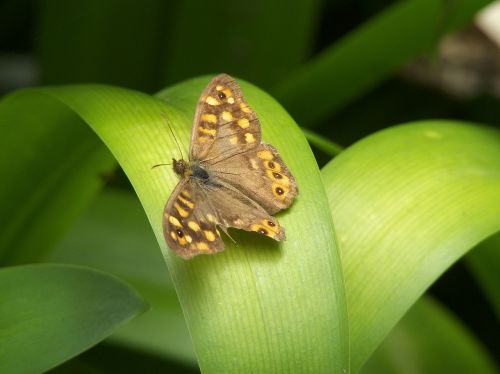 butterfly insect wing