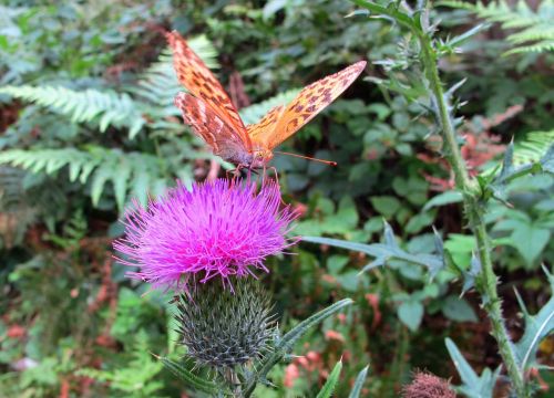 butterfly flower proboscis