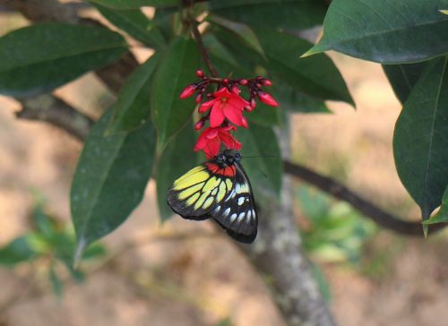 butterfly animal plant