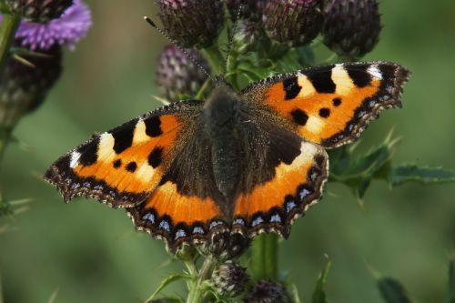 butterfly summer fly