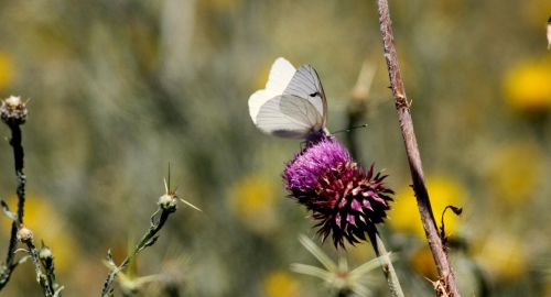 butterfly nature