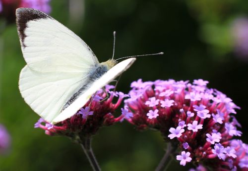 butterfly nature insect