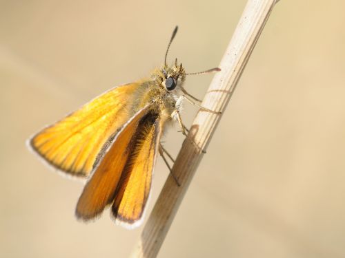 butterfly insect macro