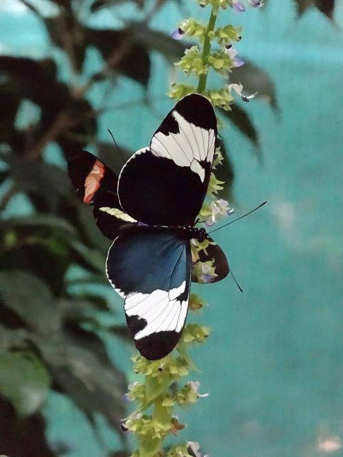 butterfly black white