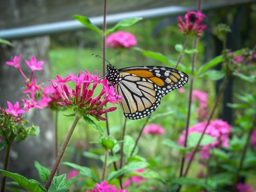 butterfly flower monarch