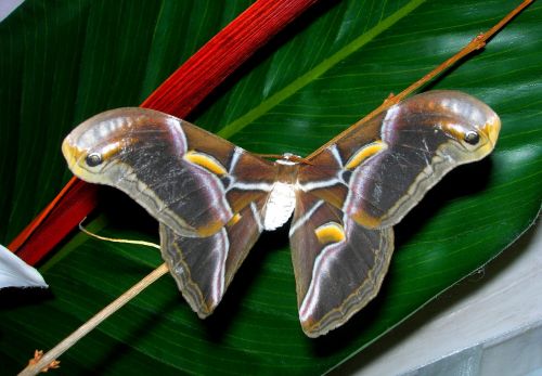 butterfly bombyx nature