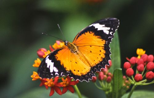 butterfly nature fauna