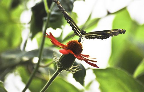 butterfly nature insect