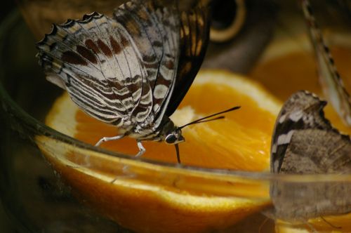 butterfly orange close