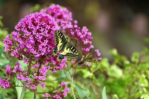 butterfly flowers buddleja