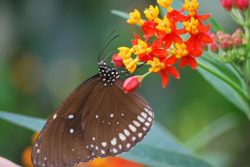 butterfly nature wildlife