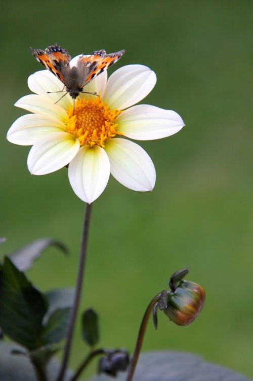 butterfly flower summer