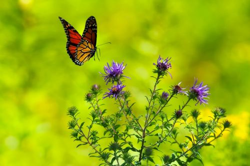 butterfly flowers plants