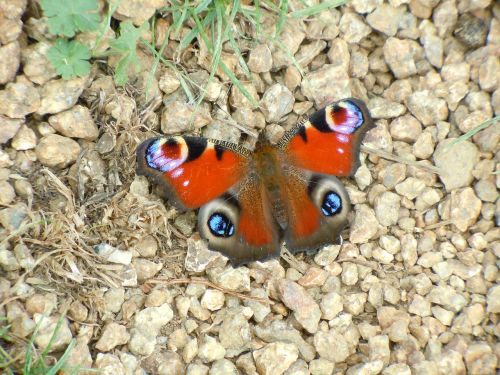 butterfly color colorful