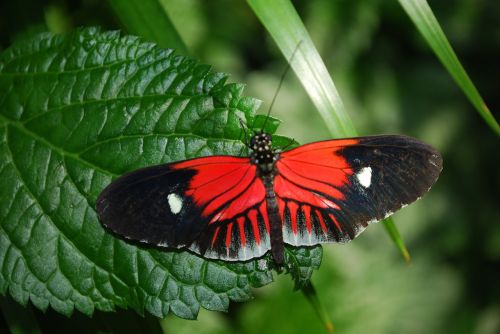 butterfly garden nature