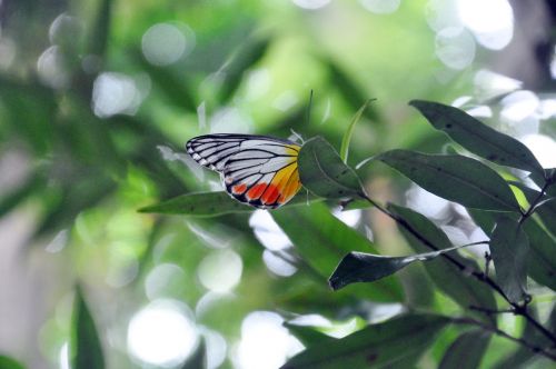 butterfly fauna nature