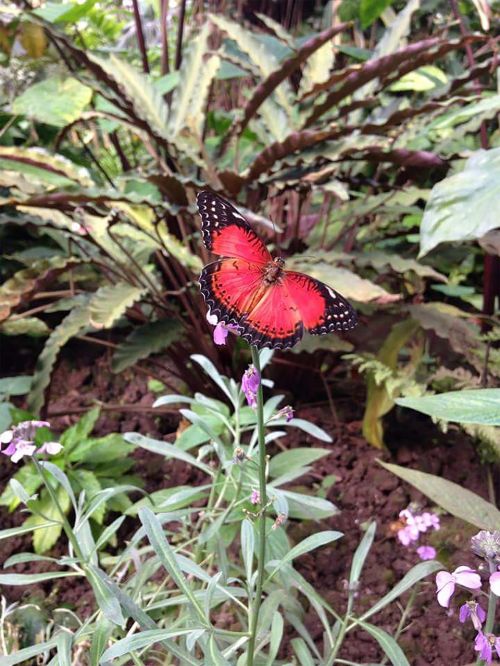 butterfly butterflies nature