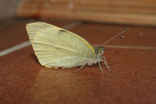 butterfly white yellow