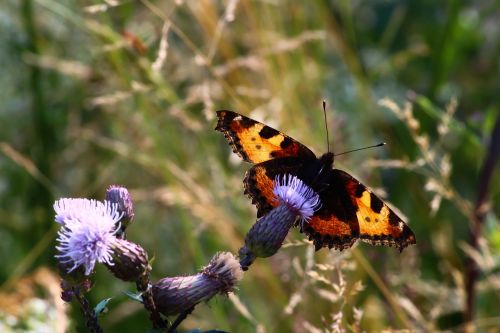 butterfly little fox back light