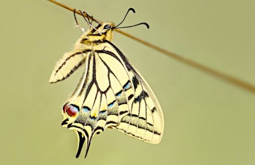 butterfly swallowtail macro