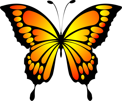 butterfly red yellow
